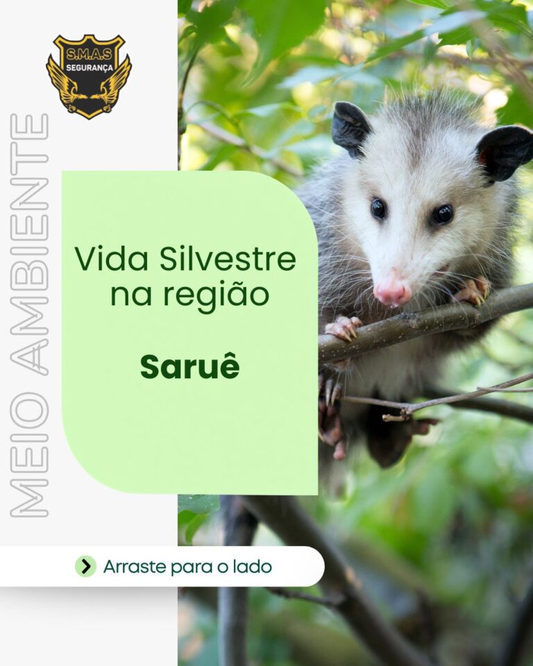Um card informativo sobre meio ambiente. À direita, a fotografia de um saruê (gambá-de-orelha-preta) empoleirado em galhos de árvore. O animal tem pelagem cinza e branca, focinho rosado e olhos pretos e redondos. À esquerda, sobre um fundo branco, o texto vertical "MEIO AMBIENTE". No centro, um balão verde claro contém os dizeres: "Vida Silvestre na região: Saruê". No topo à esquerda, o logotipo da "S.M.A.S SEGURANÇA" e, na parte inferior, um botão com a instrução "Arraste para o lado".