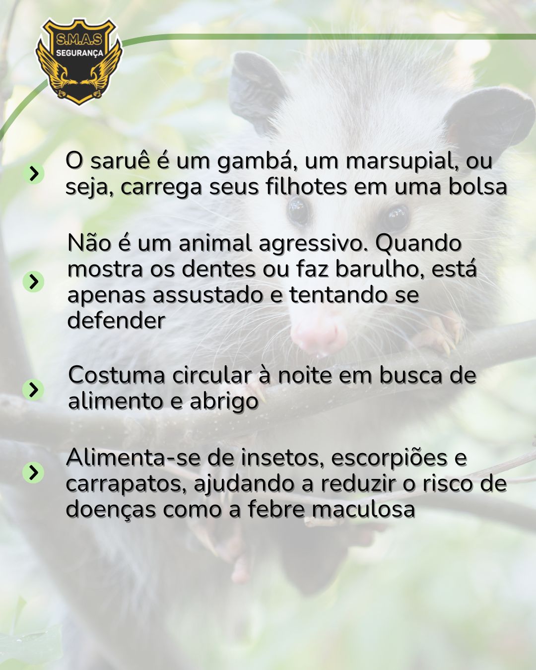 Card informativo com fundo esbranquiçado e uma foto suave (com baixa opacidade) de um saruê ao fundo. No canto superior esquerdo, aparece o logotipo da "S.M.A.S SEGURANÇA".