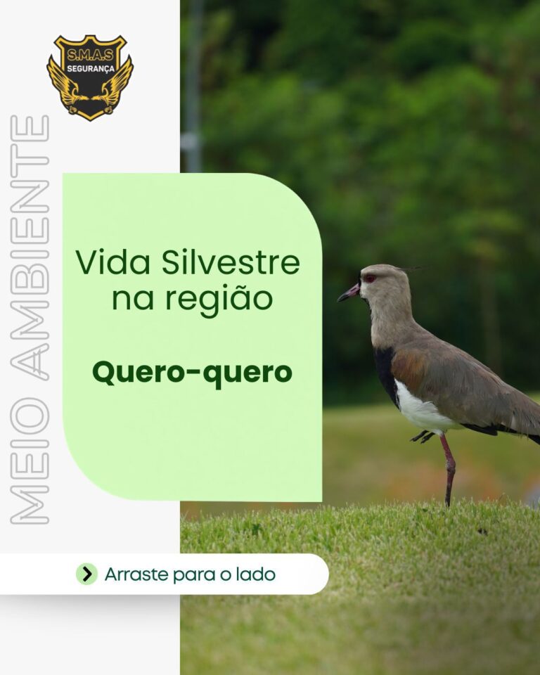 Fotografia de um Quero-quero (Southern Lapwing) em pé sobre a grama, com fundo verde desfocado de vegetação. À esquerda, há um logotipo dourado em forma de escudo com o texto 'S.M.A.S' e, abaixo, a palavra 'MEIO AMBIENTE' escrita na vertical. No centro, dentro de um retângulo verde arredondado, aparece o texto 'Vida Silvestre na região – Quero-quero'. Na parte inferior, uma barra branca com seta verde e a frase 'Arraste para o lado