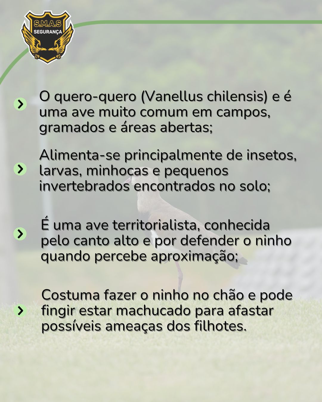 Imagem informativa sobre o quero-quero (Vanellus chilensis). Ao fundo, fotografia da ave em pé sobre a grama. No canto superior esquerdo, há um brasão dourado com o texto 'S.M.A.S'. O texto principal descreve características do quero-quero: ave comum em campos e áreas abertas; alimenta-se de insetos e pequenos invertebrados; é territorialista e defende o ninho com canto alto; faz o ninho no chão e pode fingir estar ferida para proteger os filhotes.