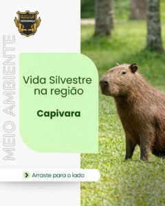 Um infográfico vertical com foco na vida silvestre local, destacando a capivara. À direita da imagem, há a foto de uma capivara de perfil, em pé sobre um gramado verde com árvores ao fundo. Do lado esquerdo, sobre um fundo branco, há o texto vertical vazado "MEIO AMBIENTE". No centro, um bloco retangular verde-claro exibe o título em letras verdes: "Vida Silvestre na região" e abaixo, em destaque e negrito, "Capivara". No topo esquerdo, há um logotipo dourado e preto com asas estilizadas e a inscrição "S.M.A.S SEGURANÇA". Na parte inferior, um botão arredondado branco contém uma seta preta e o texto "Arraste para o lado".