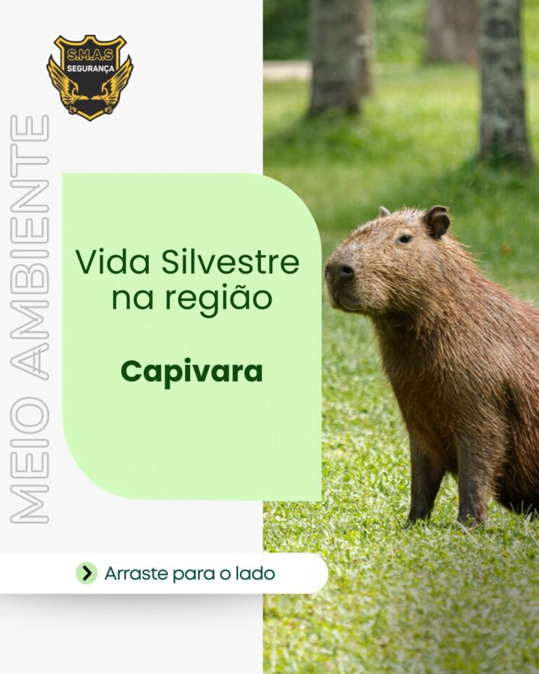 Um infográfico vertical com foco na vida silvestre local, destacando a capivara. À direita da imagem, há a foto de uma capivara de perfil, em pé sobre um gramado verde com árvores ao fundo. Do lado esquerdo, sobre um fundo branco, há o texto vertical vazado "MEIO AMBIENTE". No centro, um bloco retangular verde-claro exibe o título em letras verdes: "Vida Silvestre na região" e abaixo, em destaque e negrito, "Capivara". No topo esquerdo, há um logotipo dourado e preto com asas estilizadas e a inscrição "S.M.A.S SEGURANÇA". Na parte inferior, um botão arredondado branco contém uma seta preta e o texto "Arraste para o lado".