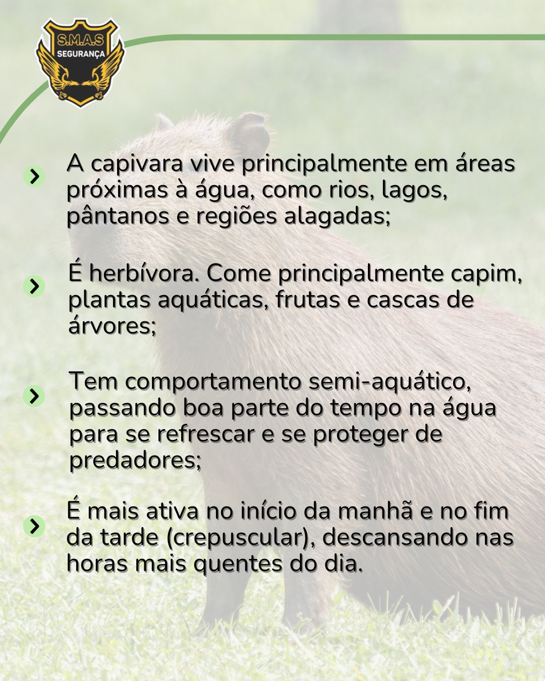 Um infográfico com quatro tópicos informativos sobre os hábitos da capivara, sobreposto à imagem de fundo esmaecida de uma capivara no gramado. No topo esquerdo, repete-se o logotipo dourado e preto "S.M.A.S SEGURANÇA". O texto principal está alinhado à esquerda, precedido por setas verdes como marcadores, e diz: A capivara vive principalmente em áreas próximas à água, como rios, lagos, pântanos e regiões alagadas; É herbívora. Come principalmente capim, plantas aquáticas, frutas e cascas de árvores; Tem comportamento semi-aquático, passando boa parte do tempo na água para se refrescar e se proteger de predadores; É mais ativa no início da manhã e no fim da tarde (crepuscular), descansando nas horas mais quentes do dia.