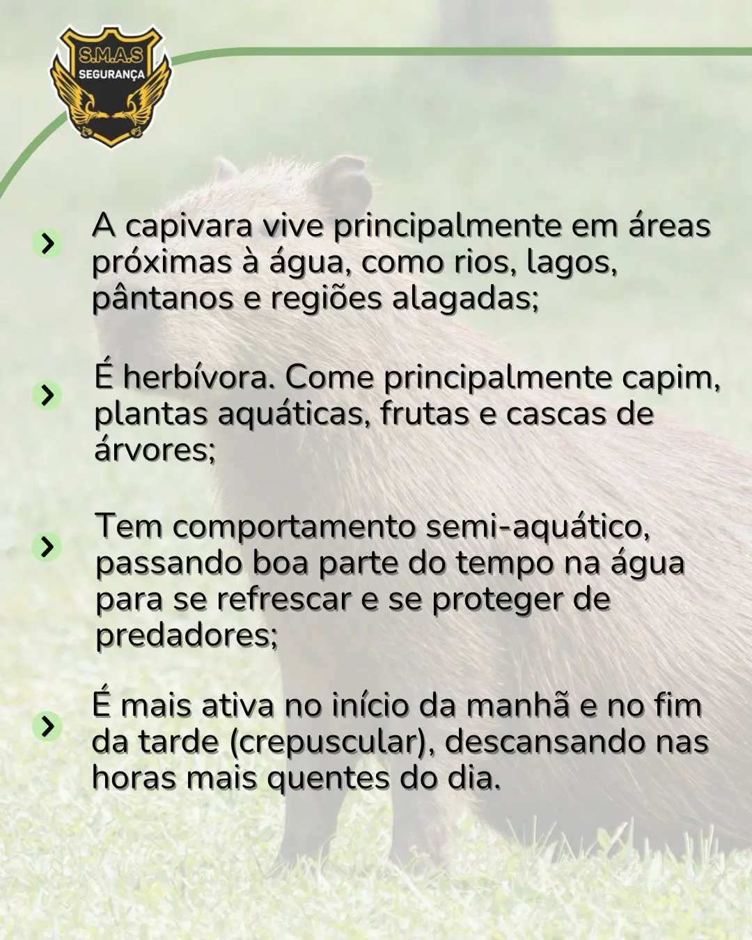 Um infográfico com quatro tópicos informativos sobre os hábitos da capivara, sobreposto à imagem de fundo esmaecida de uma capivara no gramado. No topo esquerdo, repete-se o logotipo dourado e preto "S.M.A.S SEGURANÇA". O texto principal está alinhado à esquerda, precedido por setas verdes como marcadores, e diz: A capivara vive principalmente em áreas próximas à água, como rios, lagos, pântanos e regiões alagadas; É herbívora. Come principalmente capim, plantas aquáticas, frutas e cascas de árvores; Tem comportamento semi-aquático, passando boa parte do tempo na água para se refrescar e se proteger de predadores; É mais ativa no início da manhã e no fim da tarde (crepuscular), descansando nas horas mais quentes do dia.
